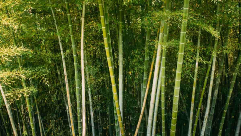 Untitled design 2024 12 22T175523.782