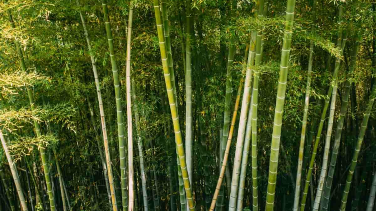 Untitled design 2024 12 22T175523.782