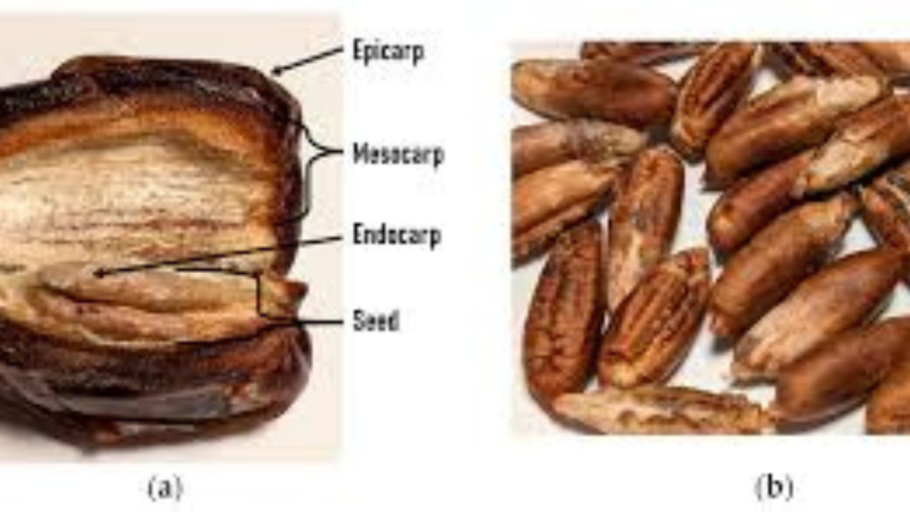 Untitled design 2025 01 29T151004.253 Date Seeds Benefits