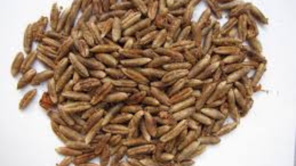 Untitled design 2025 01 29T151024.061 Untitled design 2025 01 29T151024.061