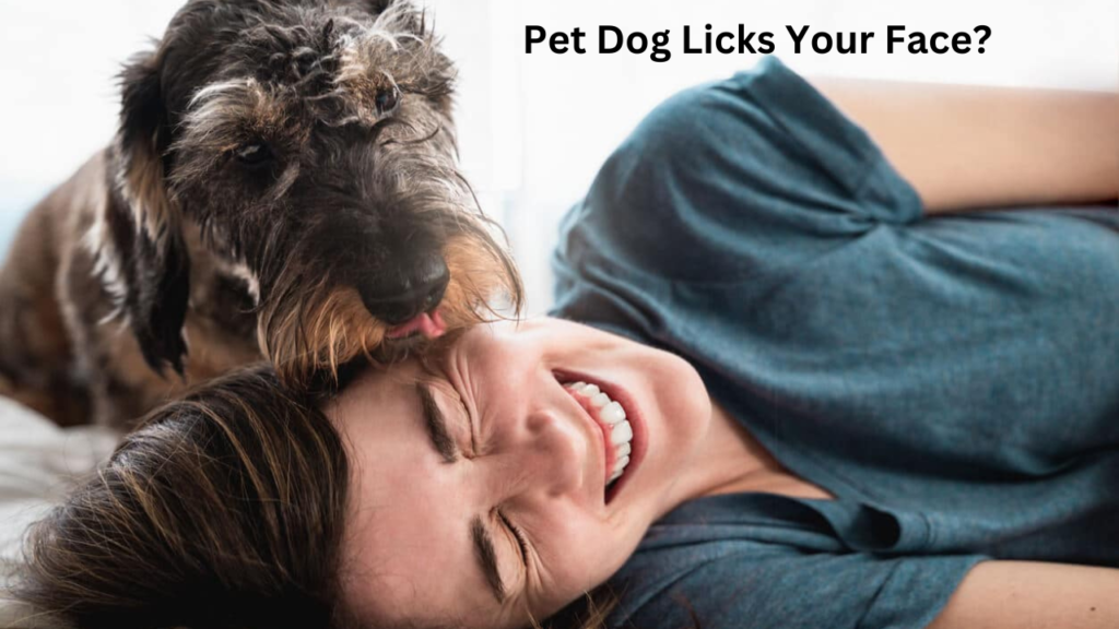 pet licking your face pet licking your face