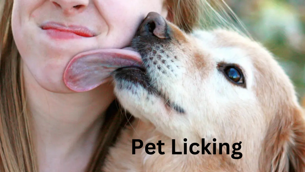 pet licking your face 2 pet licking your face 2