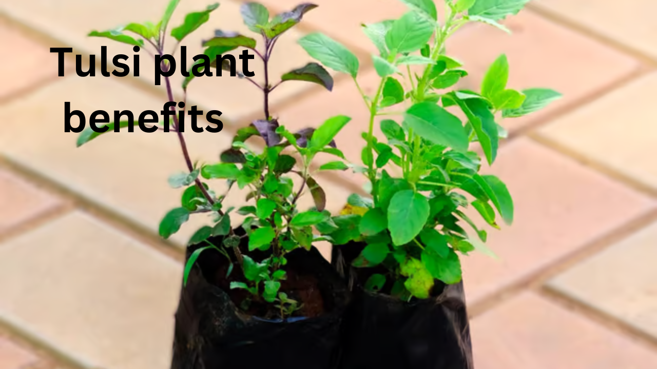 tulsi plant 2