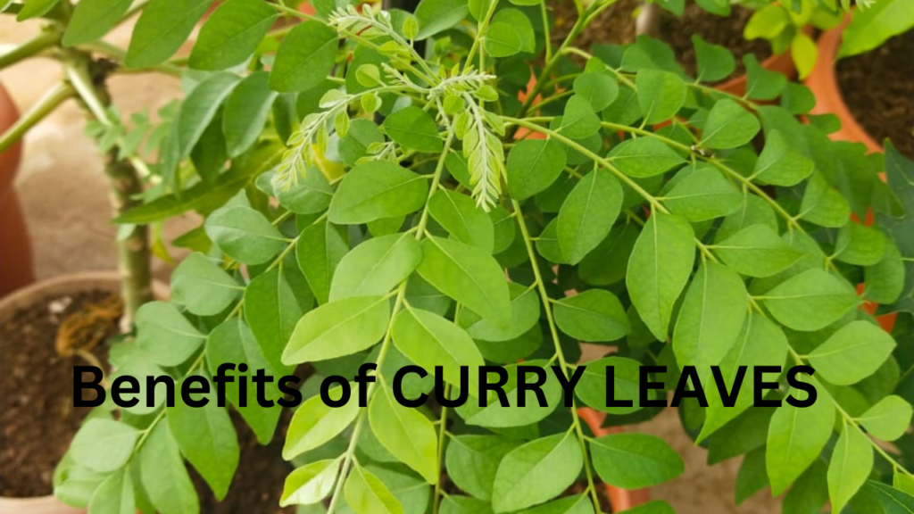 BENEFITS OF CURRY LEAVES 1 BENEFITS OF CURRY LEAVES 1