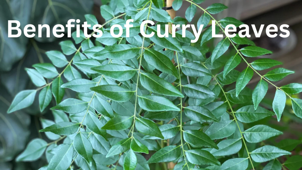 BENEFITS OF CURRY LEAVES BENEFITS OF CURRY LEAVES