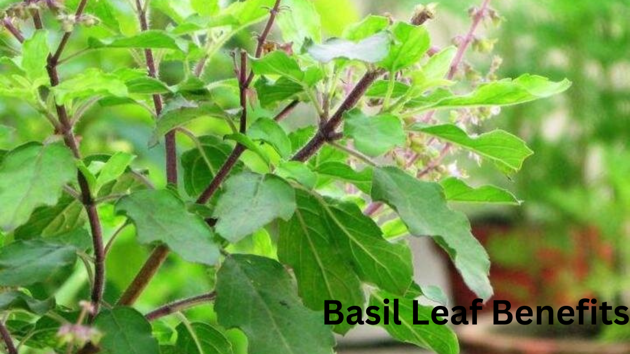 Basil Leaf Benefits