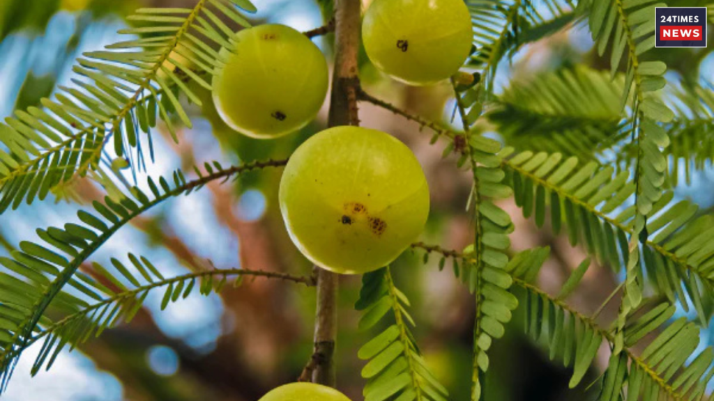 AMLA Benefits 1