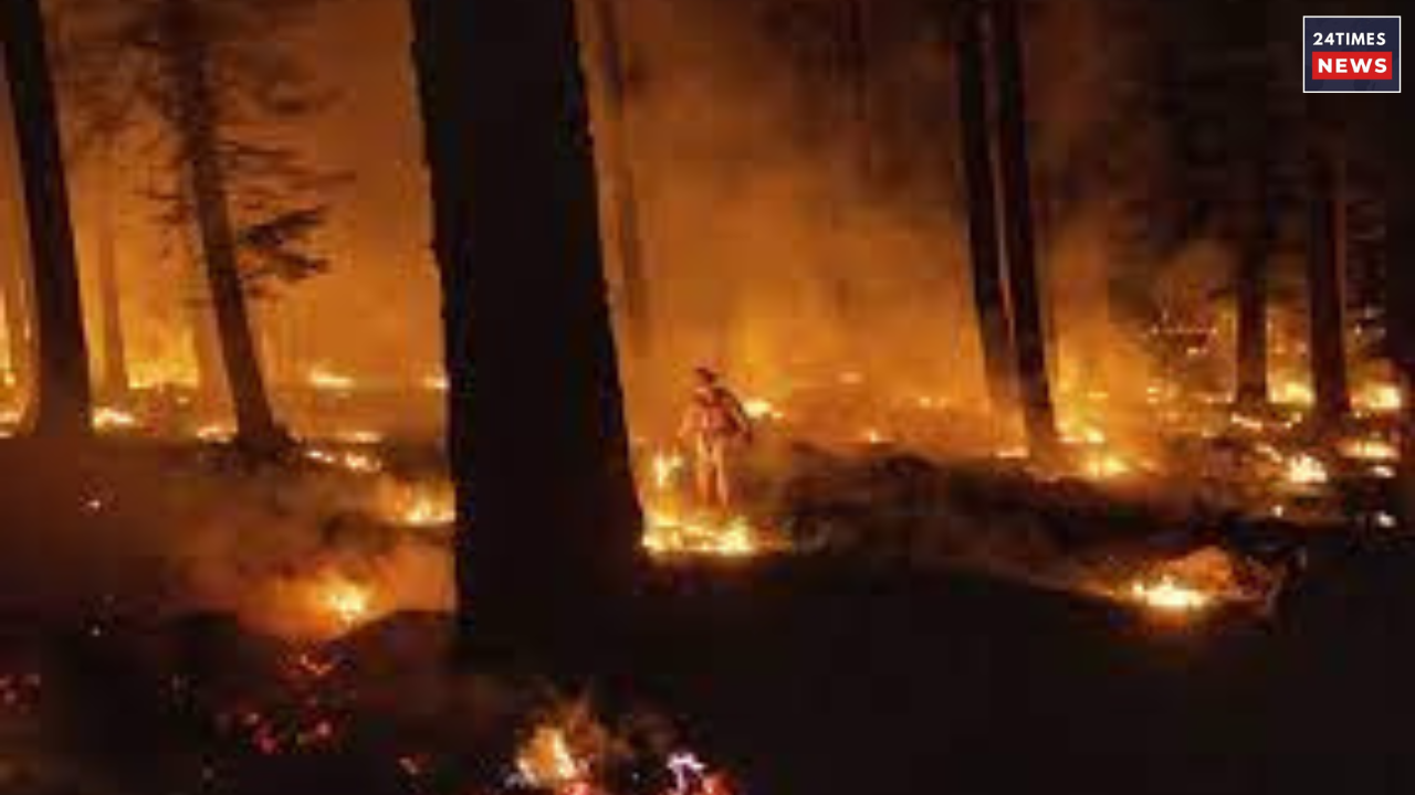 forest fire in america 1