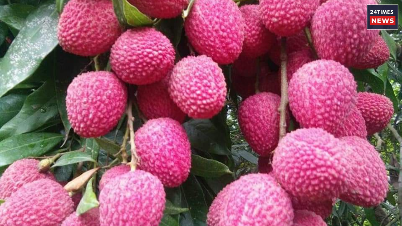 lichi fruit 1