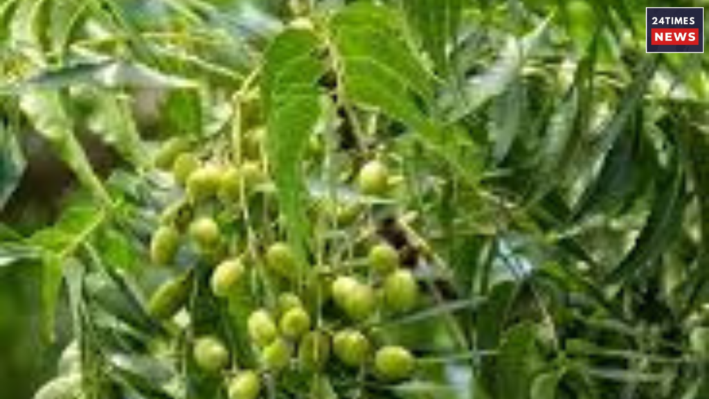 neem leaves for uric acid 1