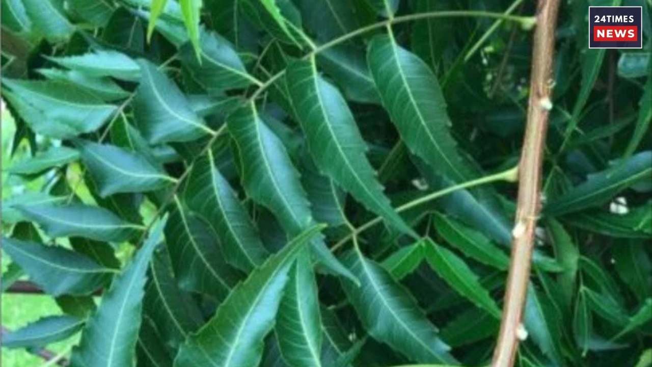 neem leaves for uric acid