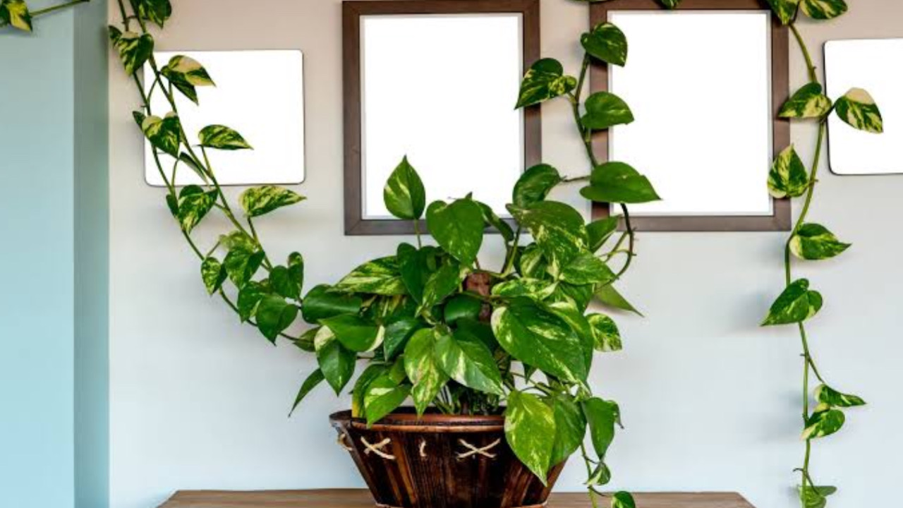 0EC6D33A FF40 4836 99E2 7C9C9F0244F0