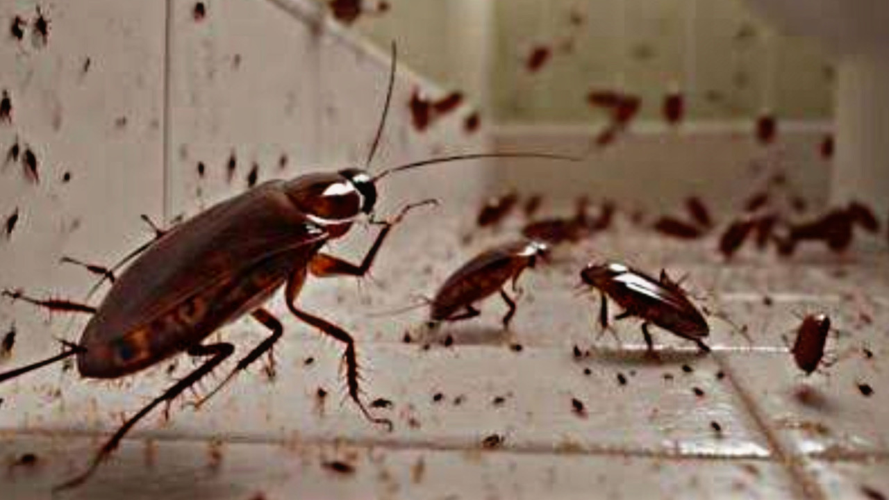 3095258F 12D1 4FB5 9083 D89DFF4E9CAE 1