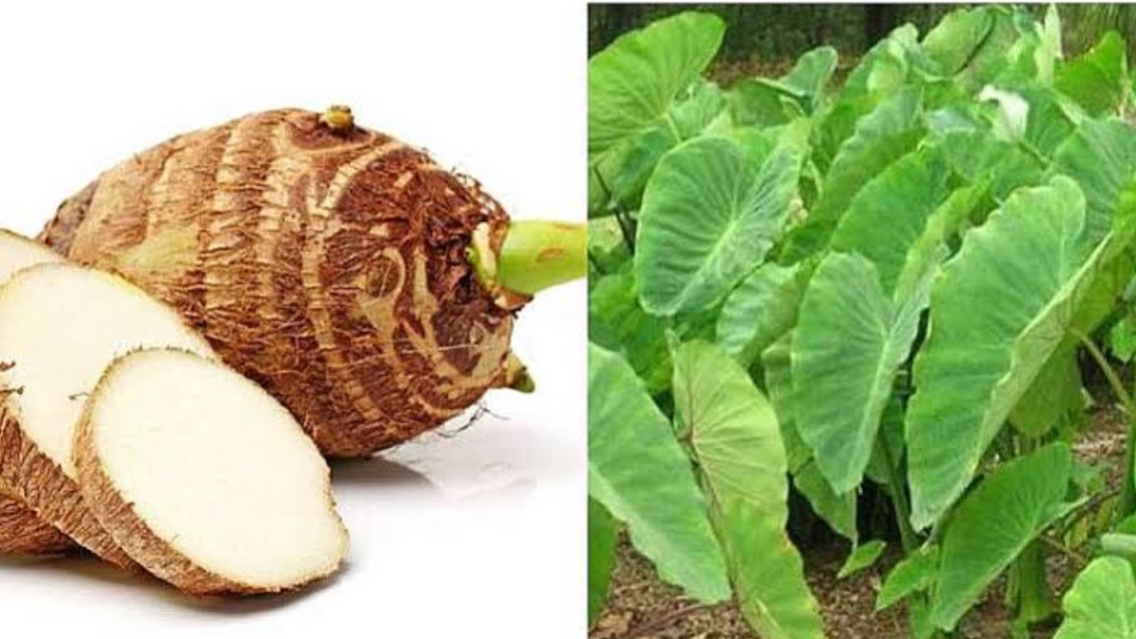 72A20D14 131E 46D5 A5D2 6FBF43932303