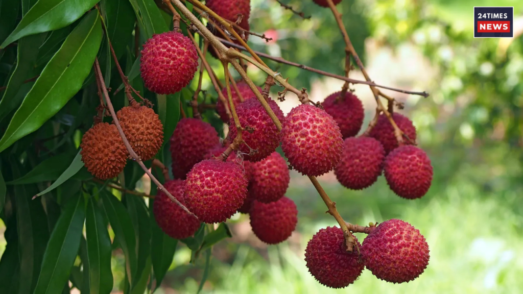 Untitled design 2025 06 27T000541.829 Untitled design 2025 06 27T000541.829