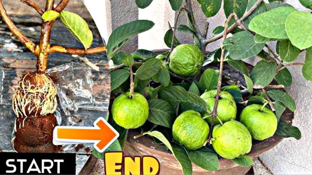 18F9E762 5AE1 43C0 9881 B29A2EF2594F 18F9E762 5AE1 43C0 9881 B29A2EF2594F