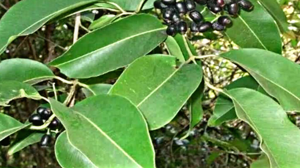 390C19BE 6911 49D2 A328 FF85778FCE1D 390C19BE 6911 49D2 A328 FF85778FCE1D