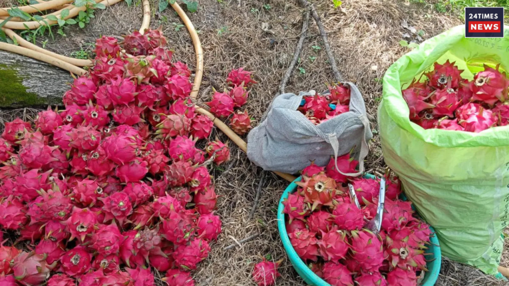 Dragon Fruit Farming 1 Dragon Fruit Farming 1