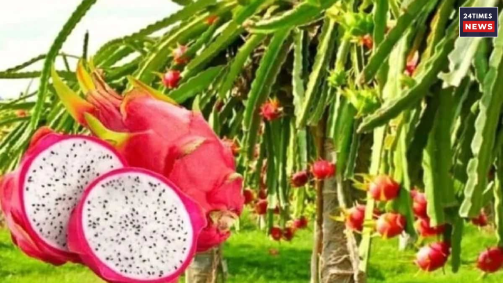 Dragon Fruit Farming 2 dragon fruit farming