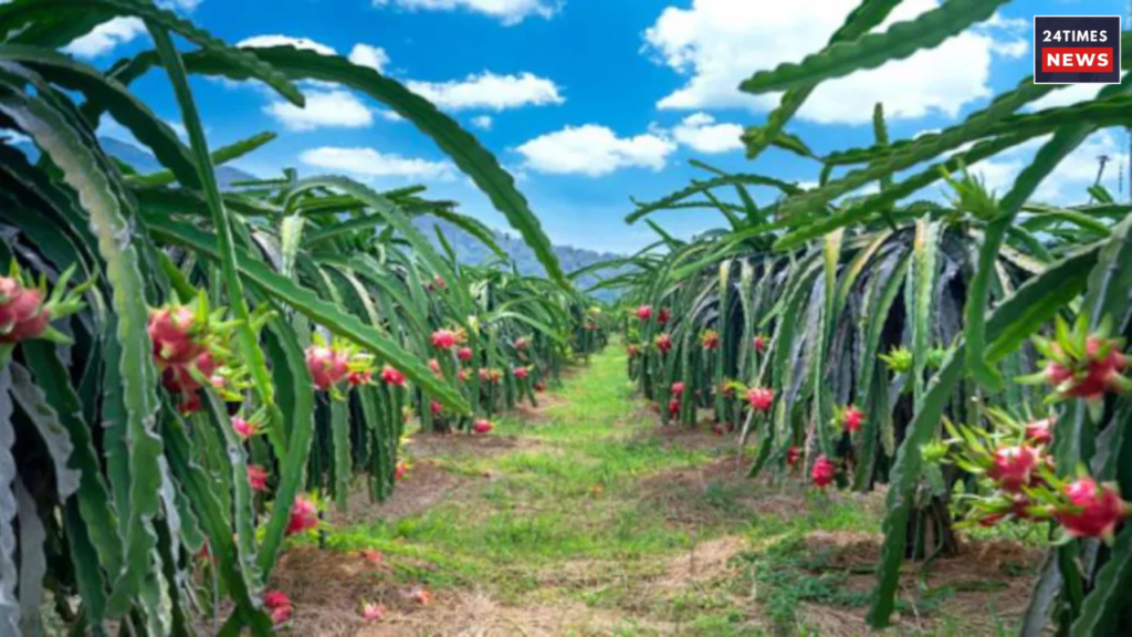 Dragon Fruit Farming 3 Dragon Fruit Farming 3