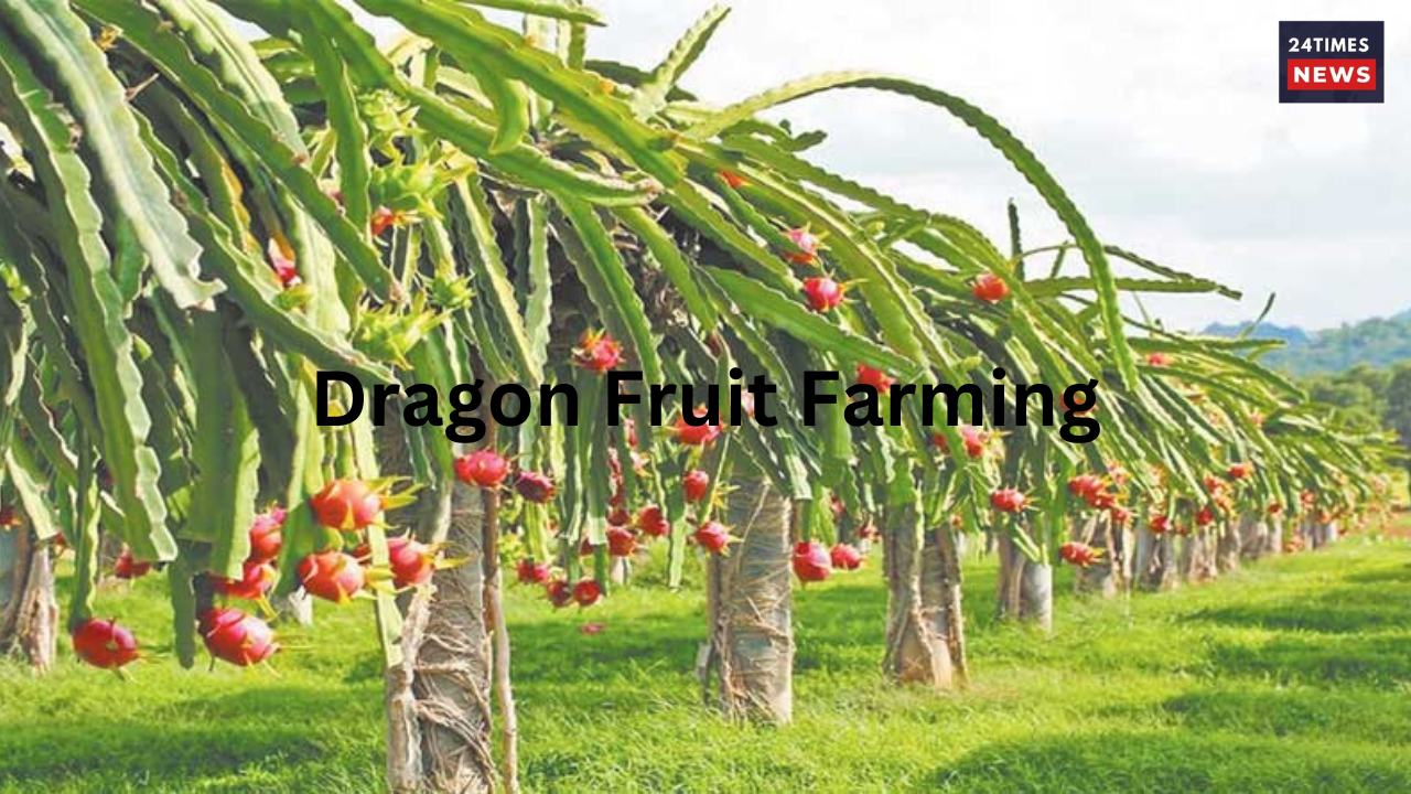 Dragon Fruit Farming
