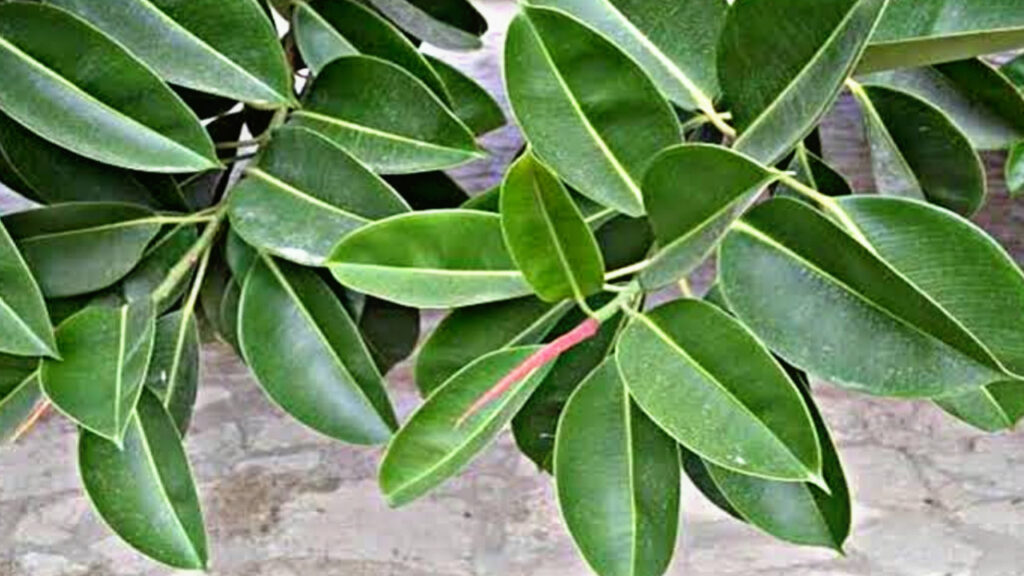 E99C6ACA 3E52 4A27 993F EE9A52C362CC E99C6ACA 3E52 4A27 993F EE9A52C362CC