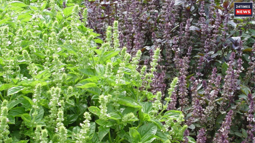 Untitled design 2025 07 14T095400.110