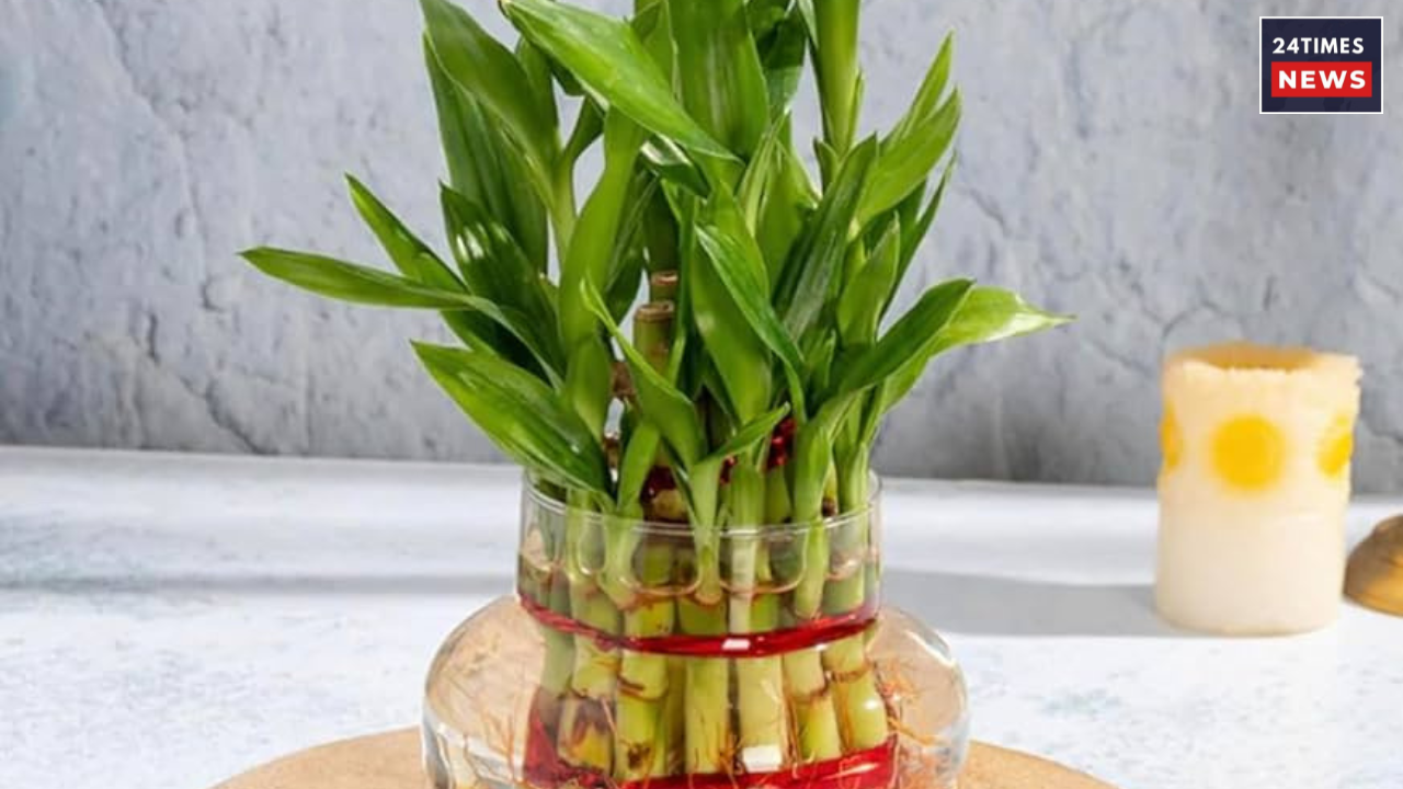 bamboo plant 1