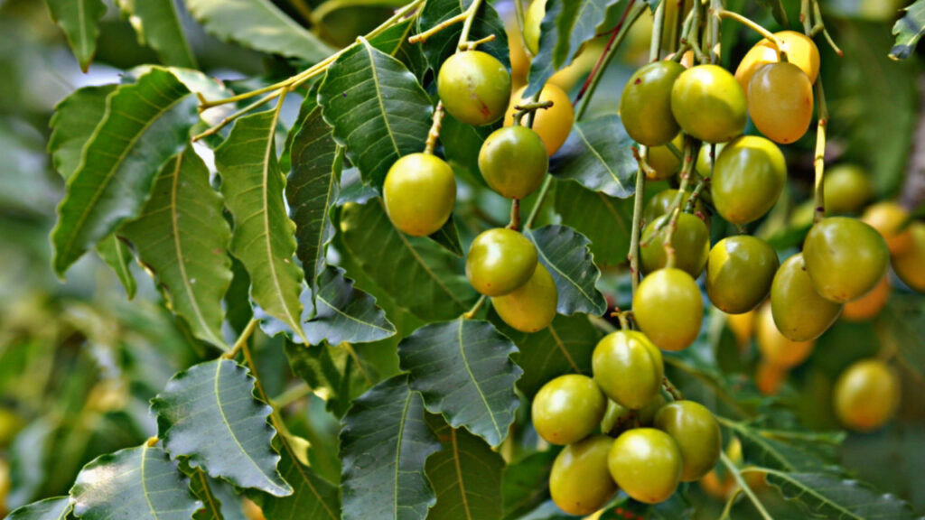 CC2A2870 30E7 4073 AEC3 7AE1BF5E1CA1 1 CC2A2870 30E7 4073 AEC3 7AE1BF5E1CA1 1