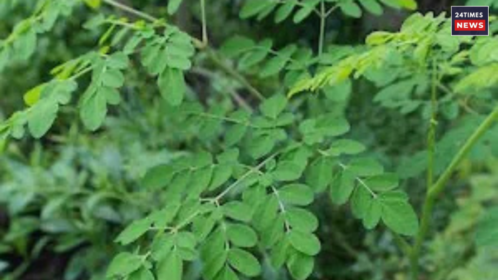 Untitled design 2025 08 01T121049.168 Moringa leaves