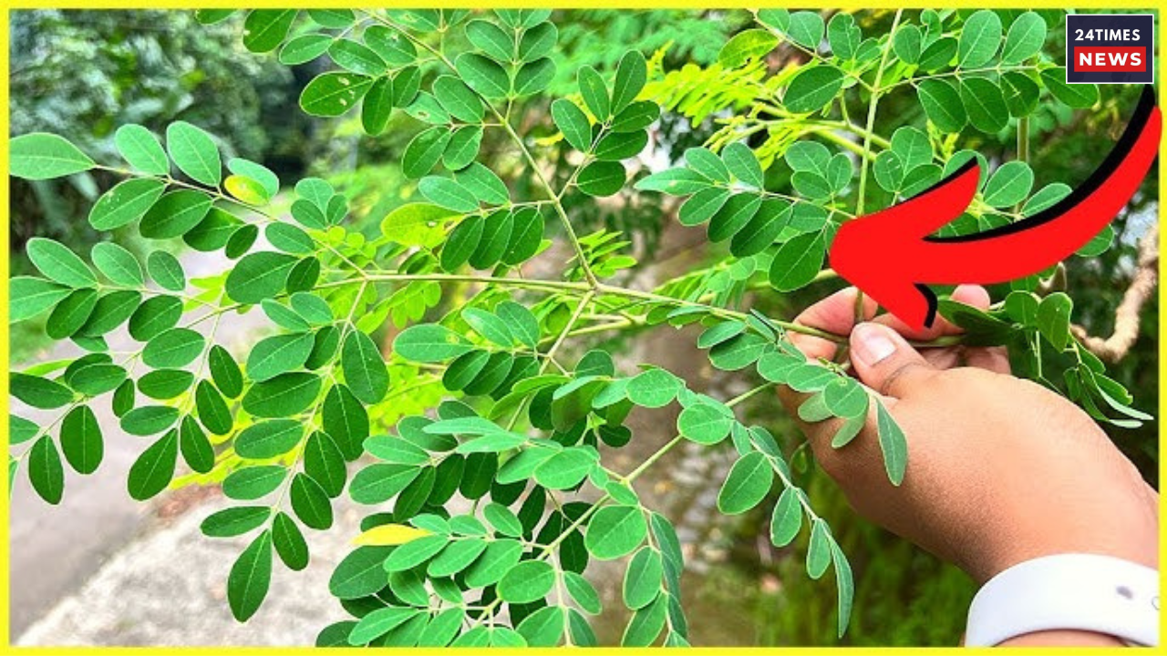 Untitled design 2025 08 01T121119.054