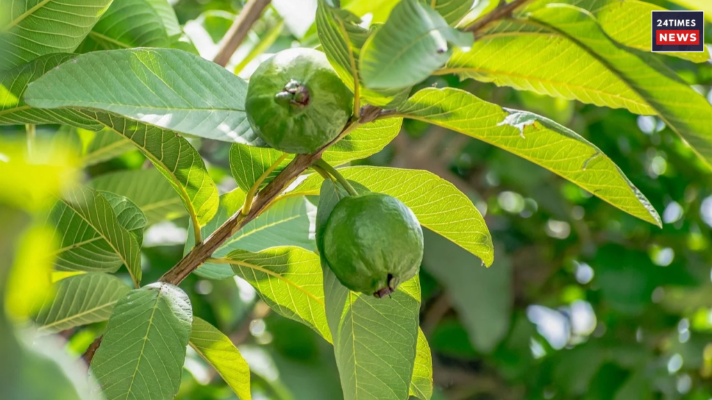 Untitled design 2025 08 04T093937.057