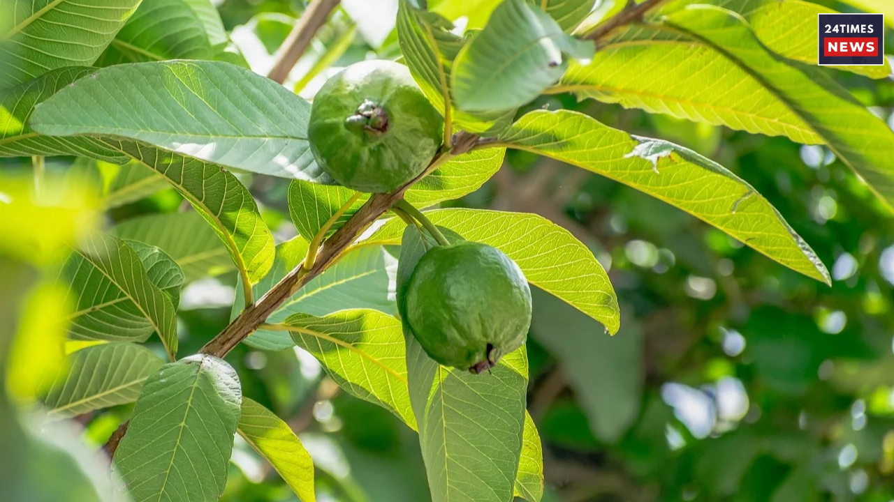 Untitled design 2025 08 04T093937.057