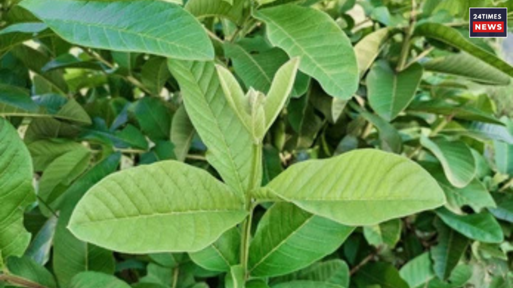 Untitled design 2025 08 04T094000.236 Benefits of Guava leaves
