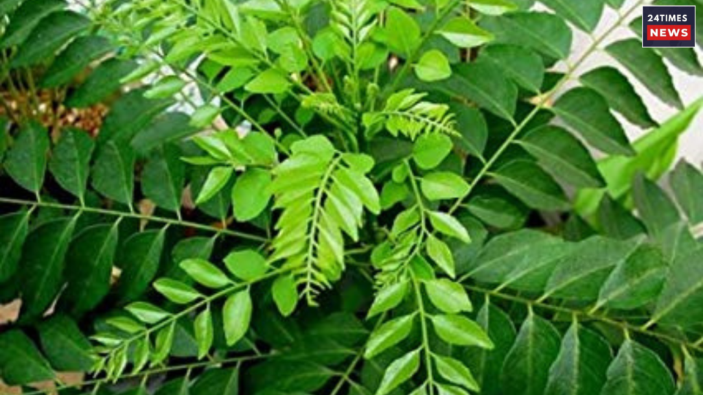 Untitled design 2025 08 18T172150.093 Curry Leaves Benefits