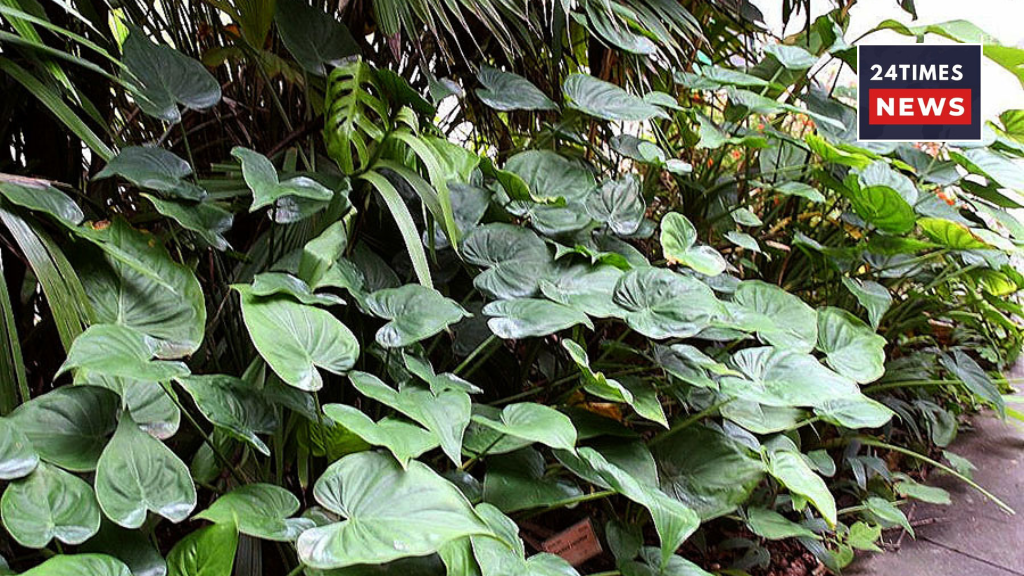 Untitled design 4 2 Untitled design 4 2