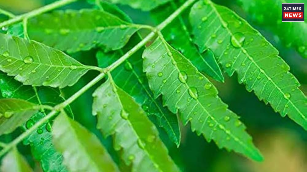 benefits of neem leaves 1 benefits of neem leaves 1