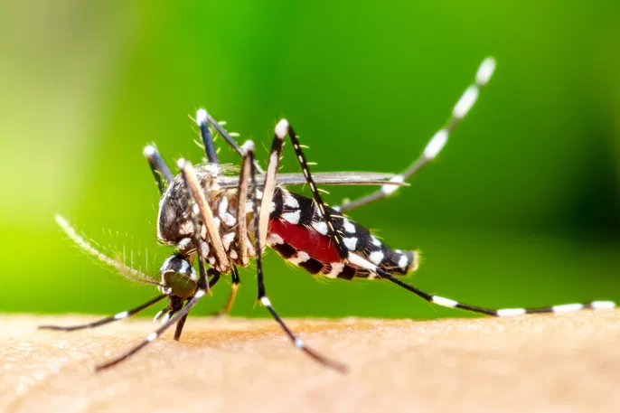 dengue dengue