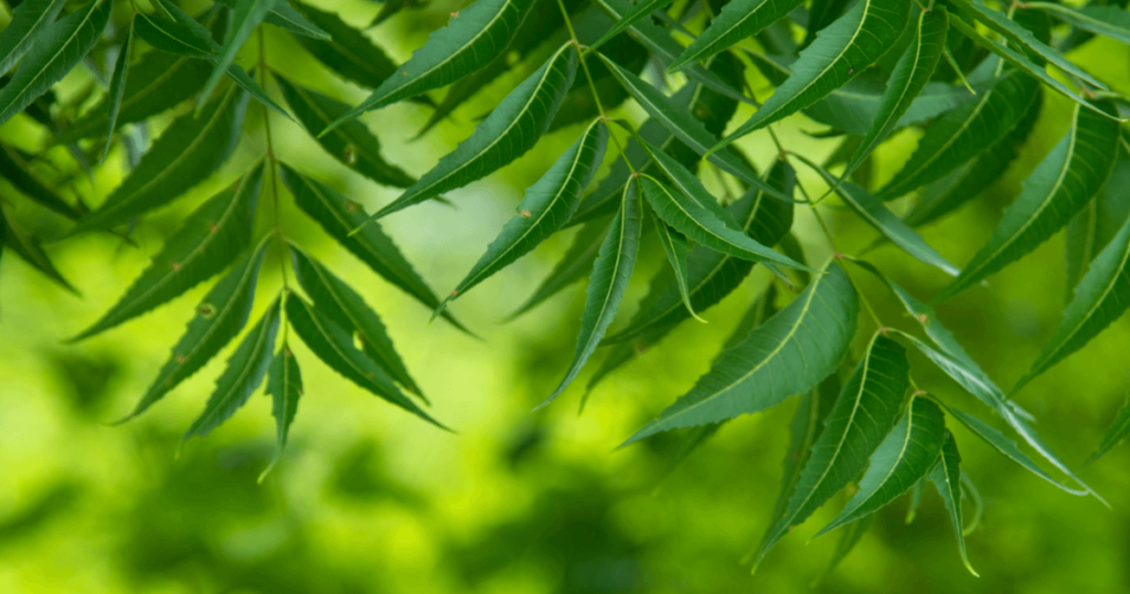 neem leaves neem leaves