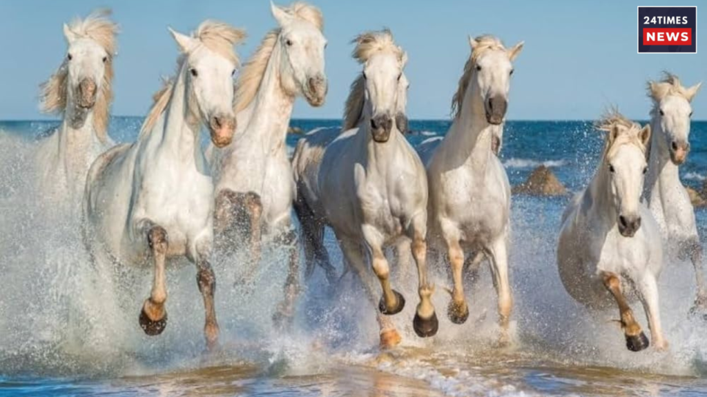 picture of 7 horses 1 picture of 7 horses 1
