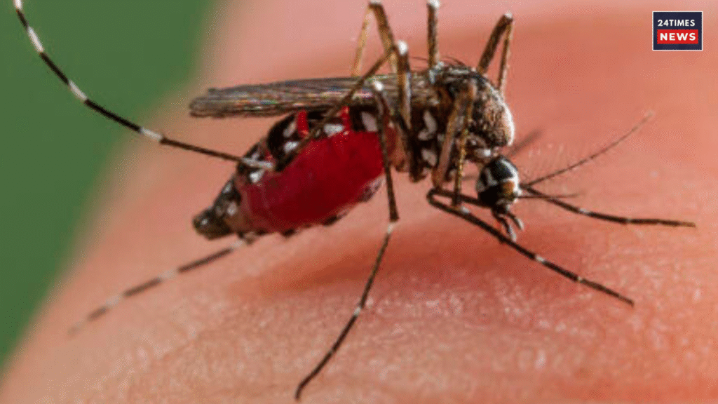 Dengue fever 1 Dengue fever 1