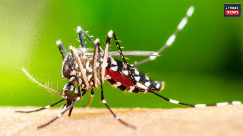 Dengue fever 2 Dengue fever 2