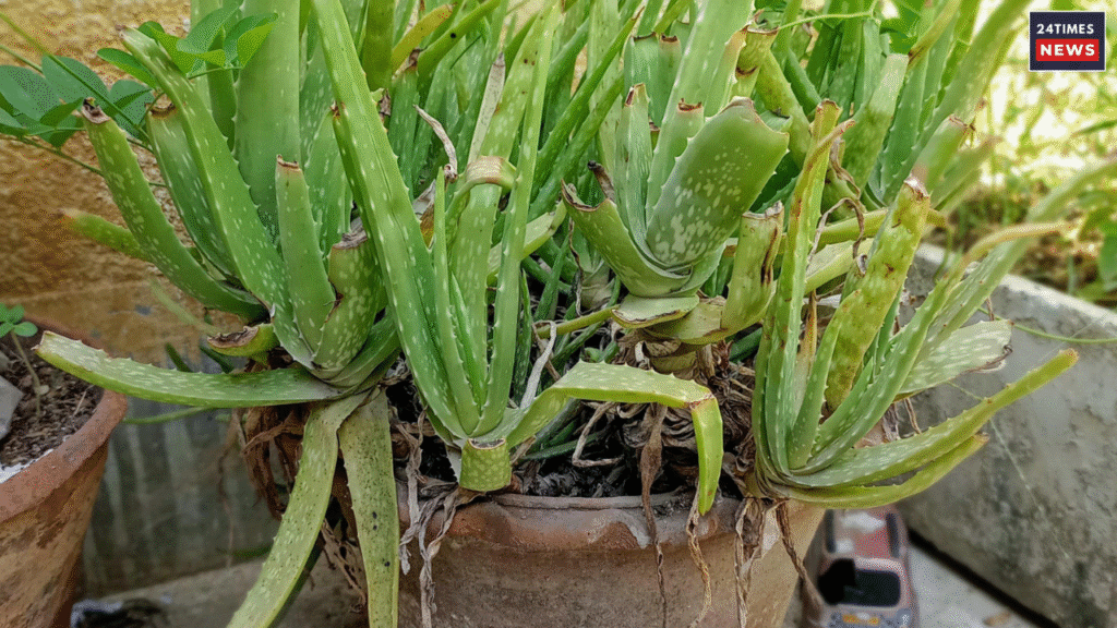 aloe vera gel 1 aloe vera gel 1