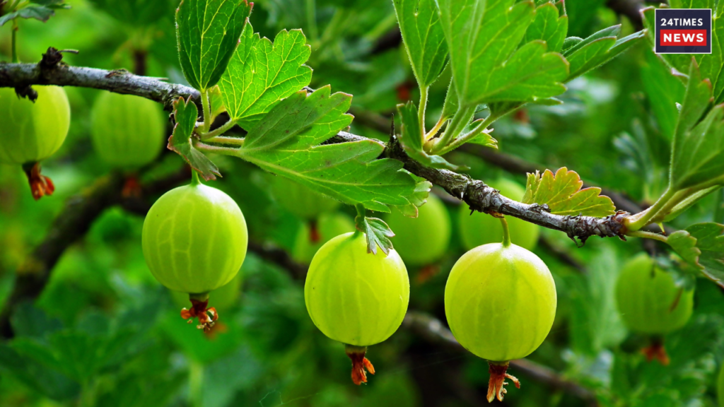 amla for good skin amla for good skin