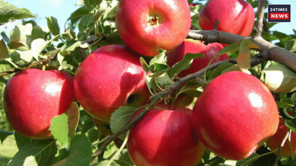 Untitled design 2025 10 31T151706.207 Benefits of Eating Apple