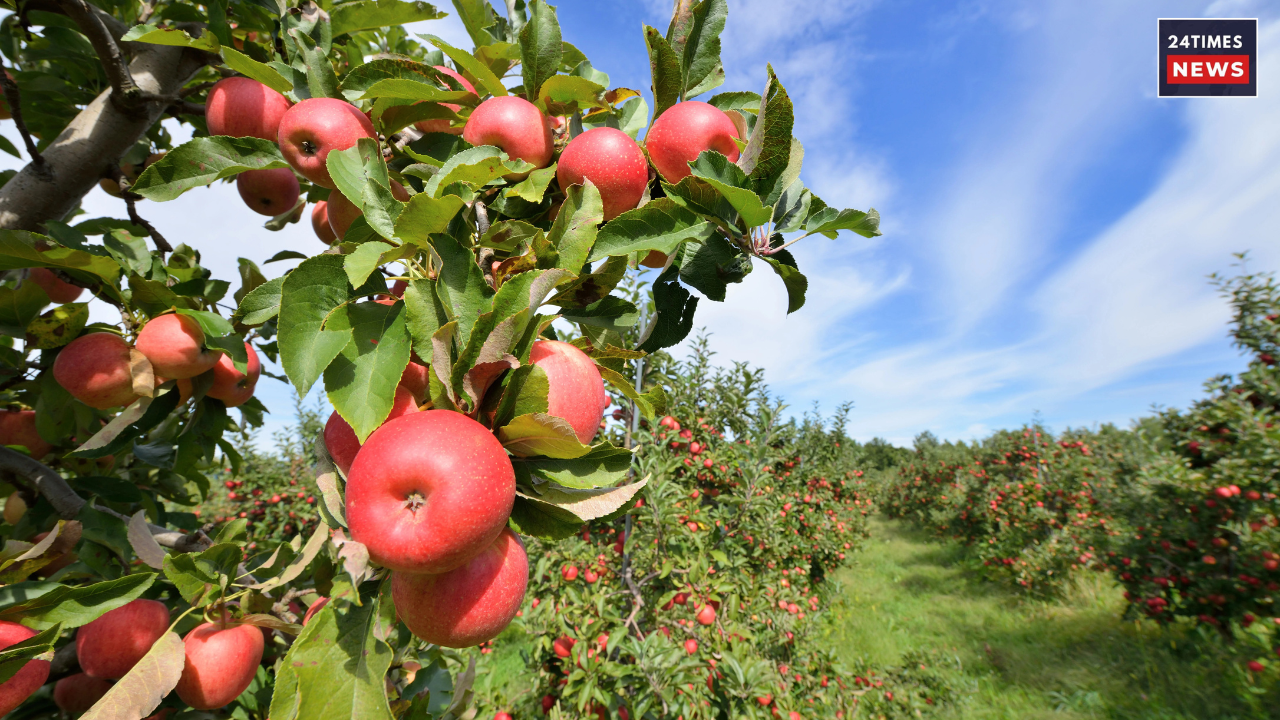 Untitled design 2025 10 31T151734.859