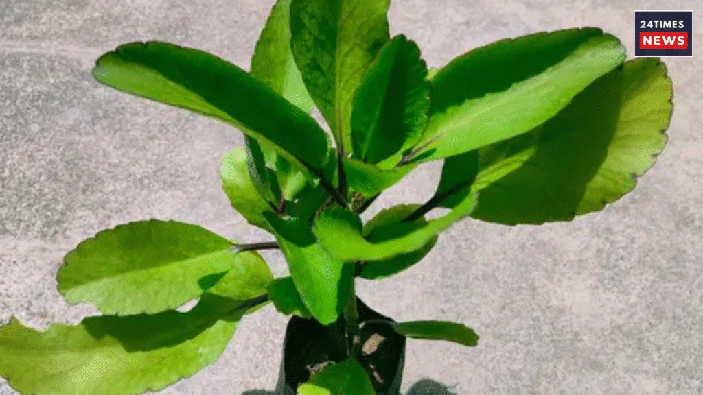 Untitled design 2025 11 02T140818.619