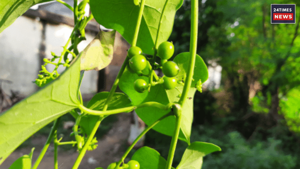 Untitled design 2025 11 03T143043.116 Untitled design 2025 11 03T143043.116