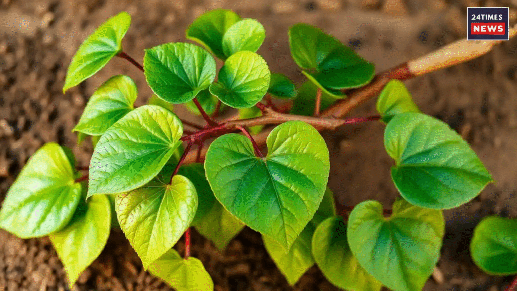 Untitled design 2025 11 03T143204.264 Giloy