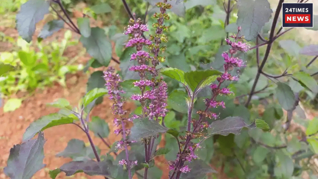 Untitled design 2025 12 16T184731.537 Untitled design 2025 12 16T184731.537